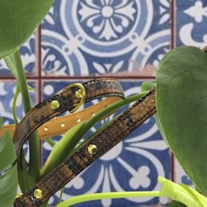 Limited Brown Snake Set