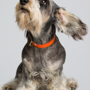 Classic Collar