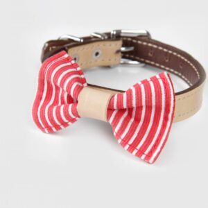 Eddie Collar