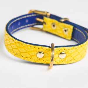 Wild Yellow Collar